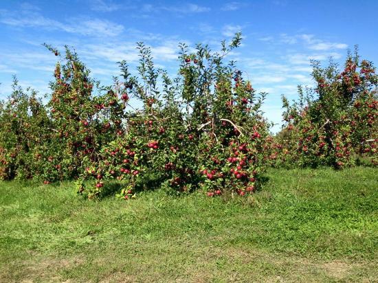 Wright's Farm and Fruit Stand